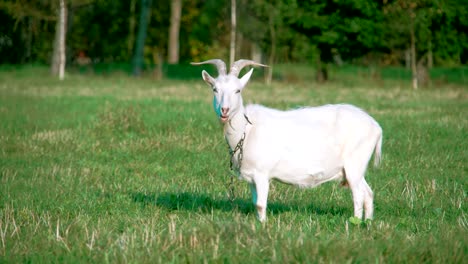 a white domestic goat standing on the farm