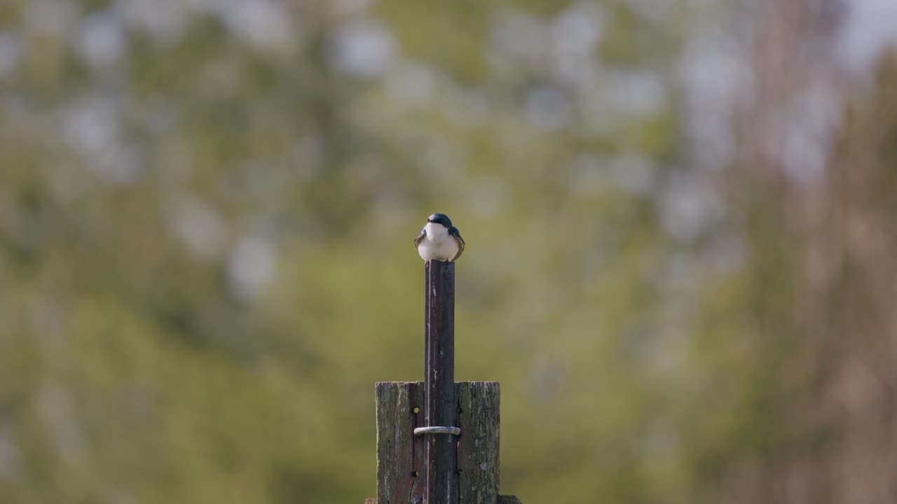 una foto de un pájaro sentado en una casa para pájaros en el embalse de mountsberg, que se encuentra en puslinch, ontario