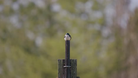 Eine-Aufnahme-Eines-Vogels,-Der-Auf-Einem-Vogelhaus-Am-Mountsberg-reservoir-In-Puslinch,-Ontario,-Sitzt