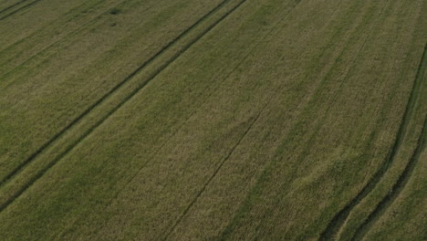 green meadows and fields surrounded by forest