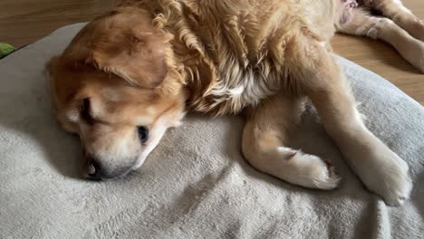 close-up shot of a golden retriever resting on a bed breathing in and out