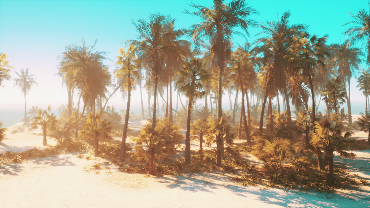 Beautiful tropical beach with palm trees and sunset