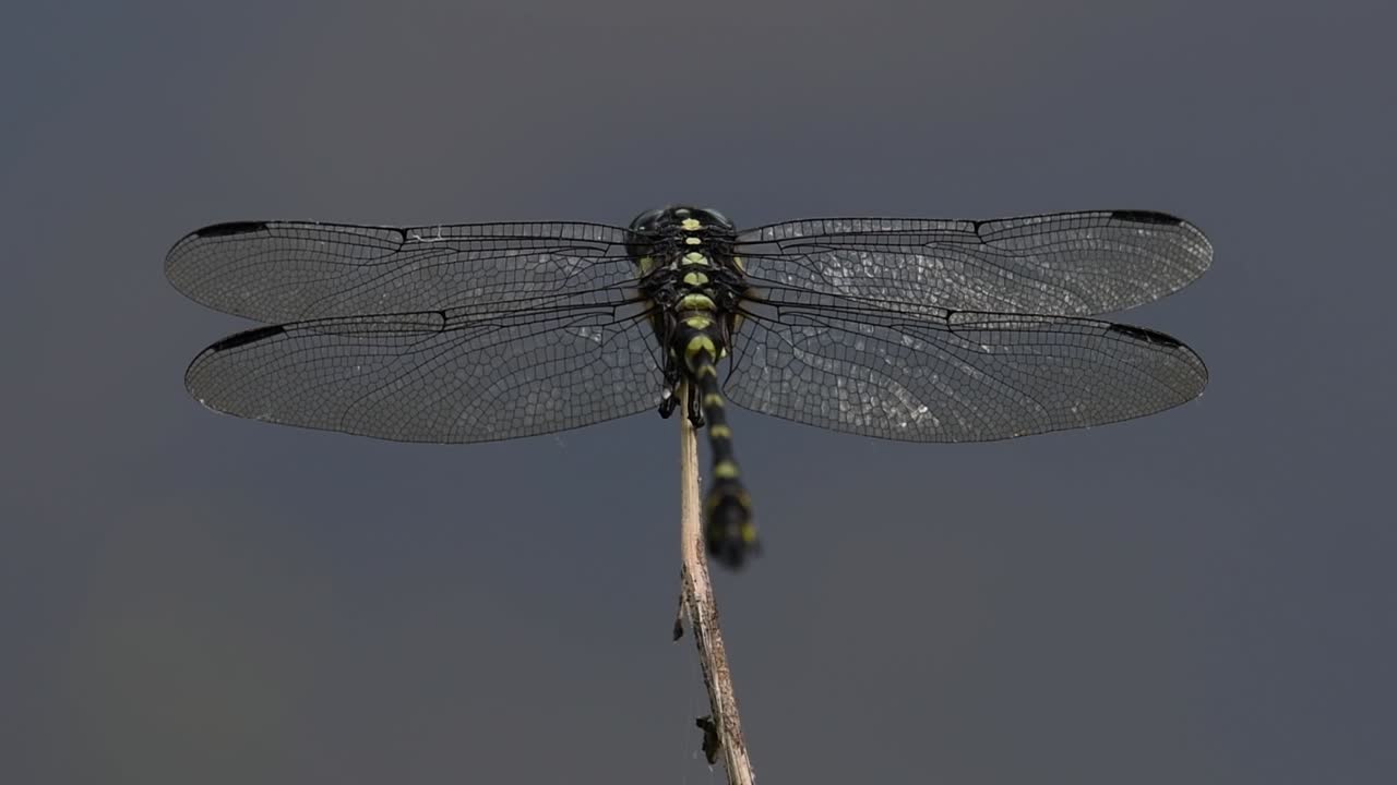 la libélula de cola de brida común se ve comúnmente en tailandia y asia