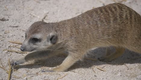 Nahaufnahme-Von-Süßen-Erdmännchen,-Die-Bei-Sonnenlicht-Im-Sand-Nach-Nahrung-Suchen---Zeitlupe