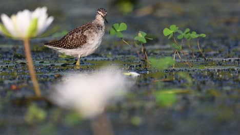 Bruchwasserläufer-Tringa-Glareola-Im-Lebensraum