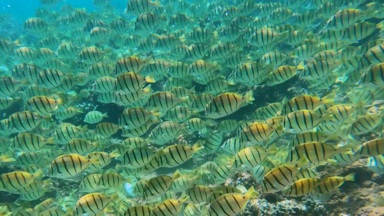 gran escuela de peces tropicales tang convictos nadan sobre arrecifes de coral en hawaii