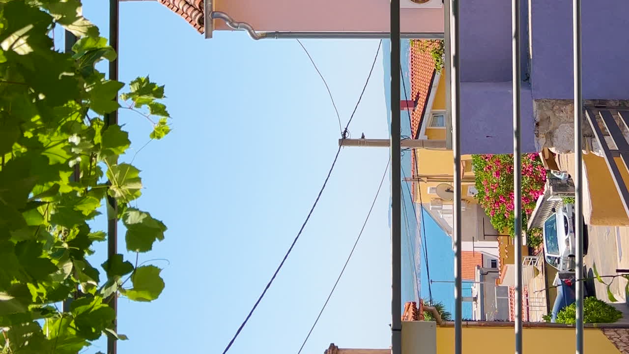 techo de planta de vid en el patio trasero, metraje vertical