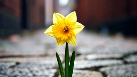 close-up of a vibrant yellow daffodil in focus, with a blurred background