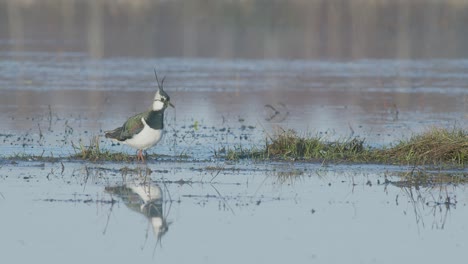 lapwing feeding with foot-movement rattling in flooded meadow in early spring