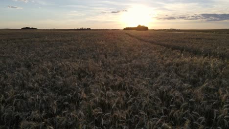 Slow-and-low-drone-flight-over-an-enormous-grain-field-at-golden-hour