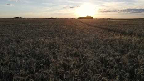 vuelo lento y bajo de drones sobre un enorme campo de cereales a la hora dorada