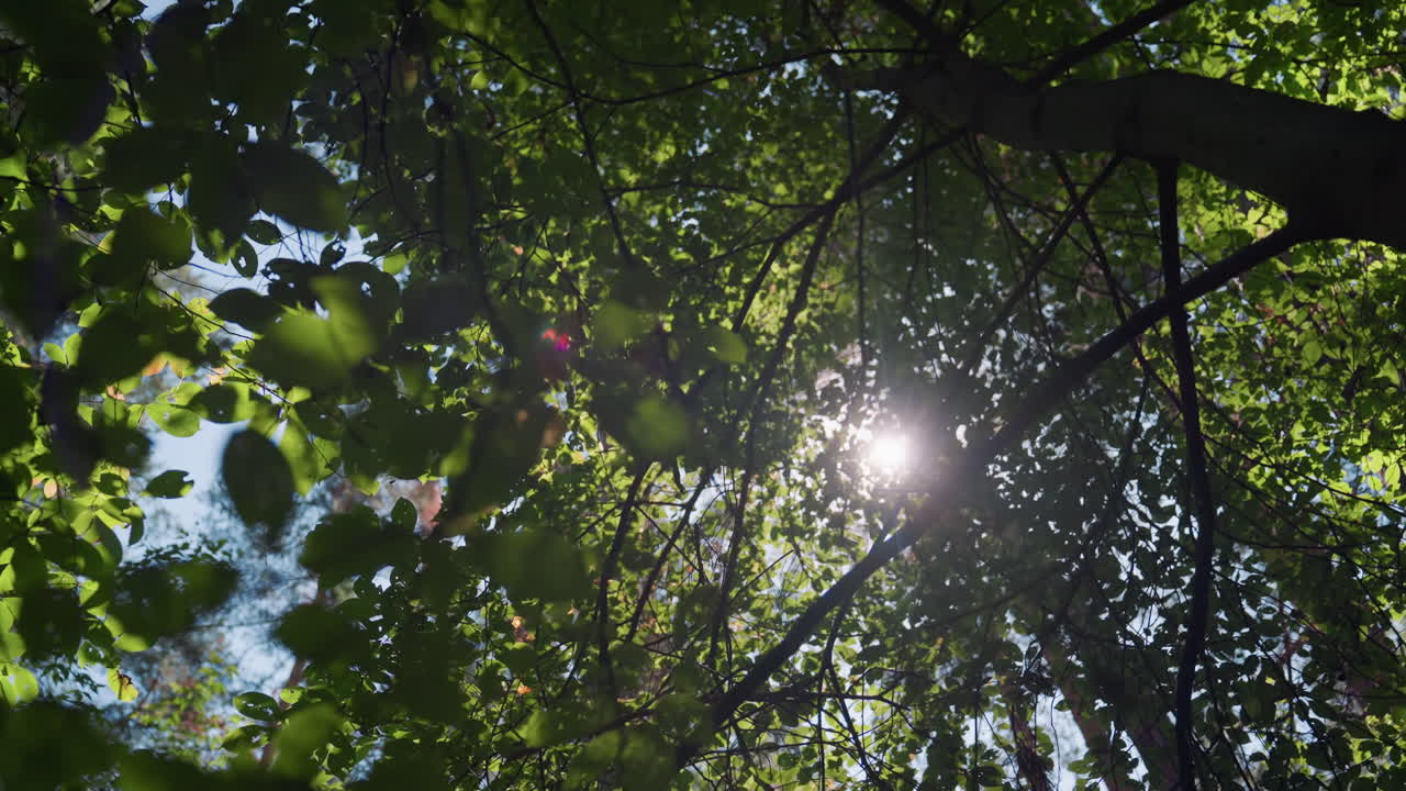 Sunlight softly illuminating forest leaves and branches, creating beautiful dappled light and natural texture across green canopy, capturing peaceful summer atmosphere and harmony of nature