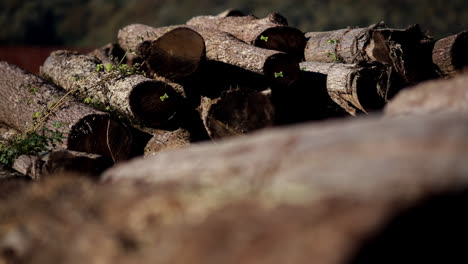 pile of felled trees 1