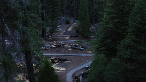 famous trail of 100 giants in long meadow grove, california