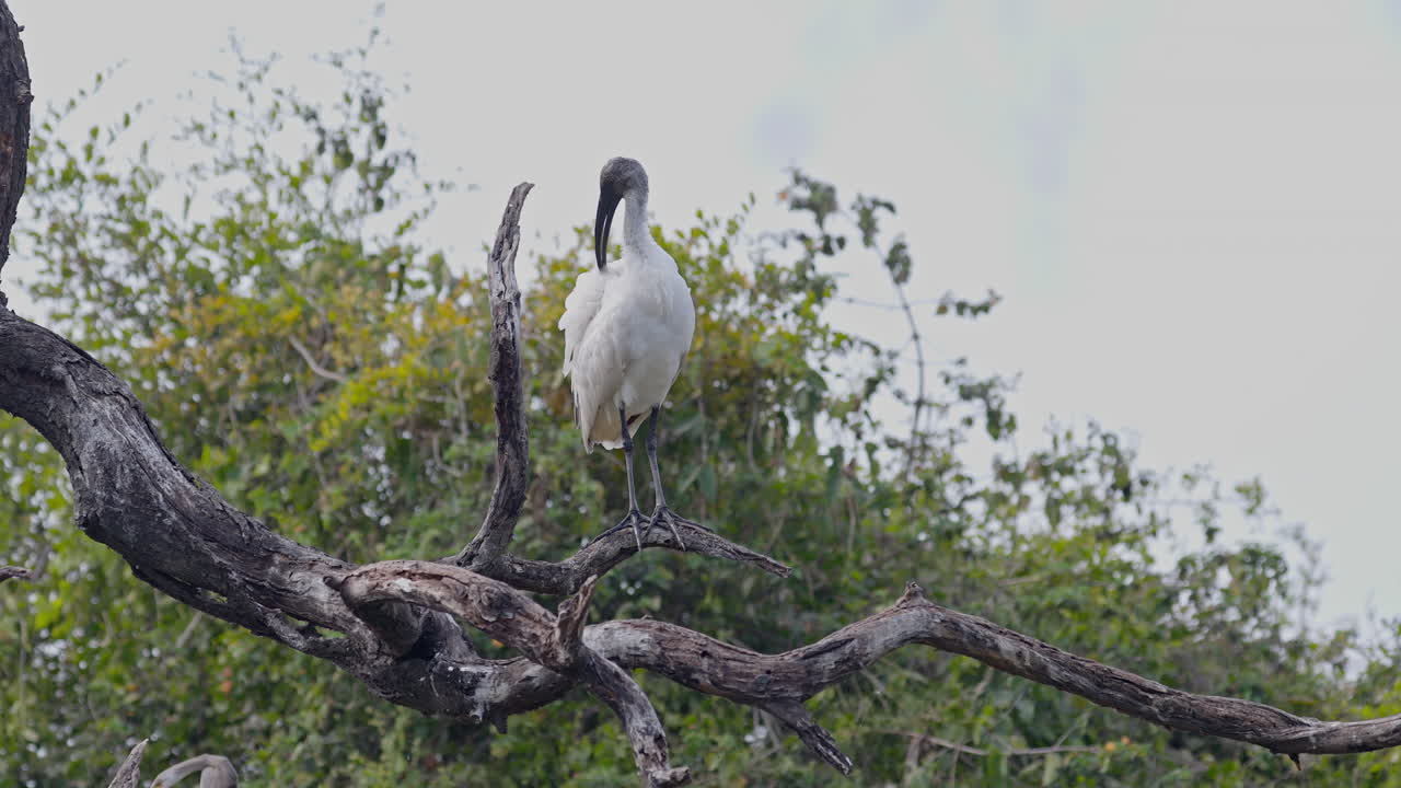 A black headed ibis sitting on the tree branch and preening it's feathers in keoladeo bird sanctuary, India.