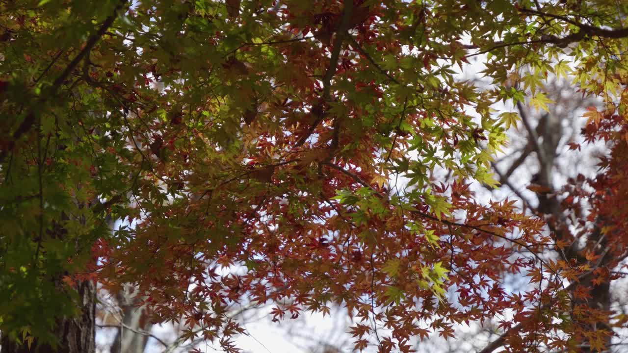 Slow motion close up slider over maple leaf autumn colors starting to change colors