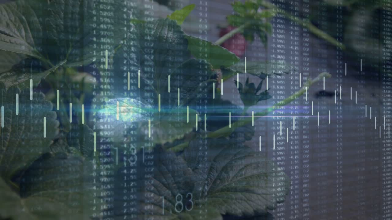 Blue light sweeping starting numbers and candles over strawberry showing fruit for crop monitoring