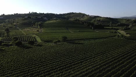 Una-Hermosa-Vista-De-Los-Viñedos-De-Eslovenia