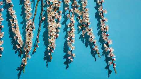 blooming apricot branches displaying delicate white flowers against soft blue backdrop, presenting elegant spring floral composition revealing natural botanical beauty