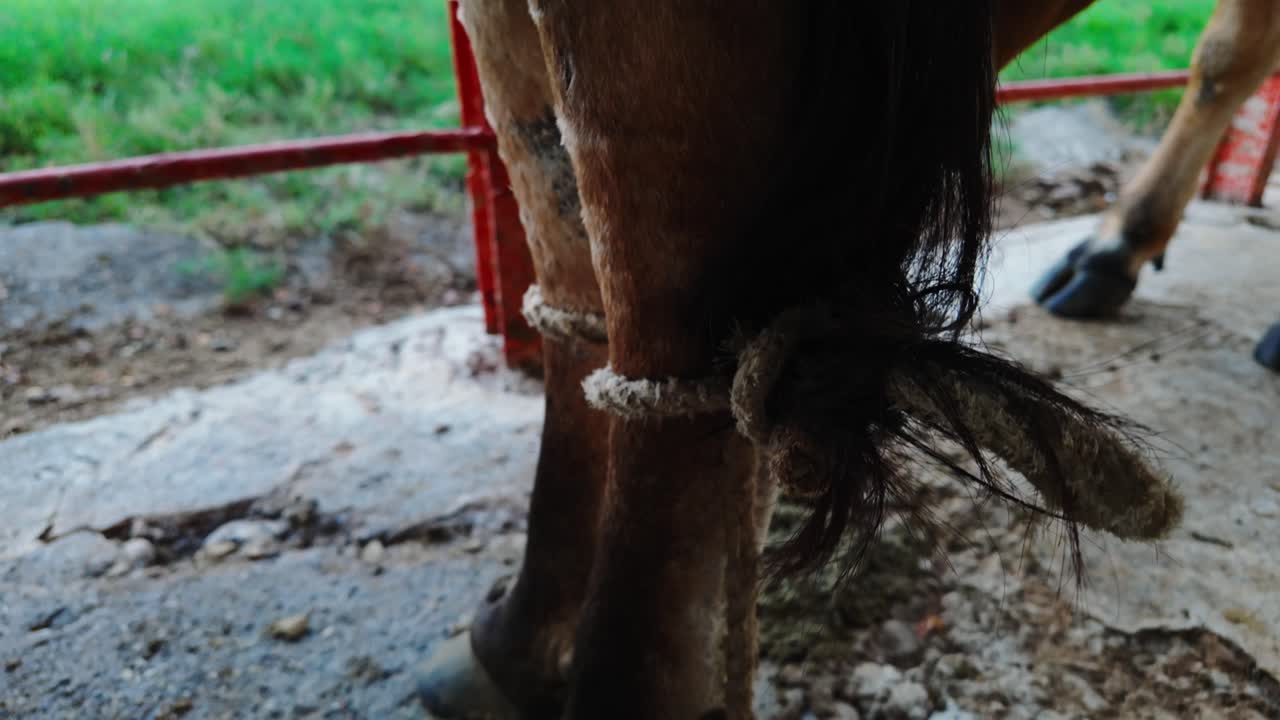 Close-up of tied cow leg on rough concrete floor in farm setting