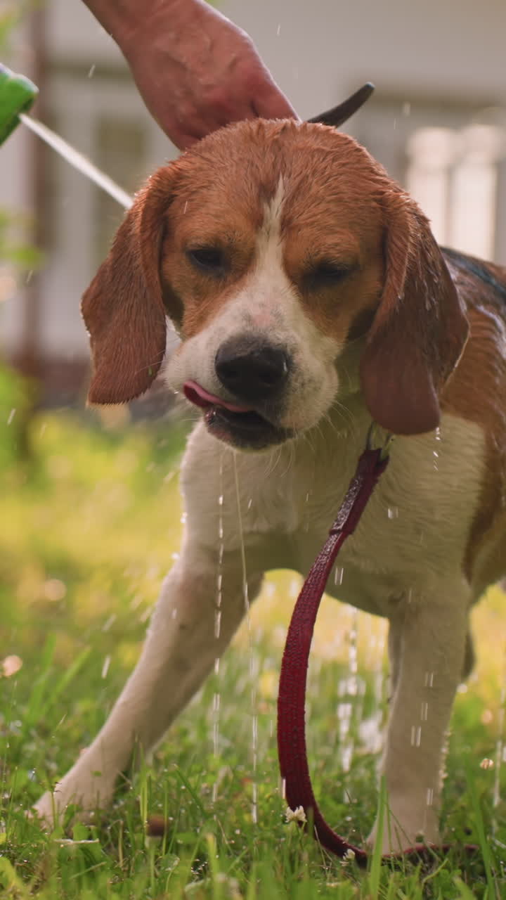 perro siendo bañado por el dueño al aire libre en un día soleado, agua rociada suavemente en el perro, que lamia la boca, la mano del dueño sosteniendo la manguera, rodeado de exuberante vegetación, edificio visible en un fondo borroso