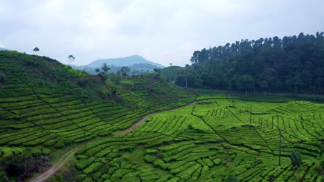 evergreen landscape of tea plantation and dense trees near ciwidey in bandung, indonesia