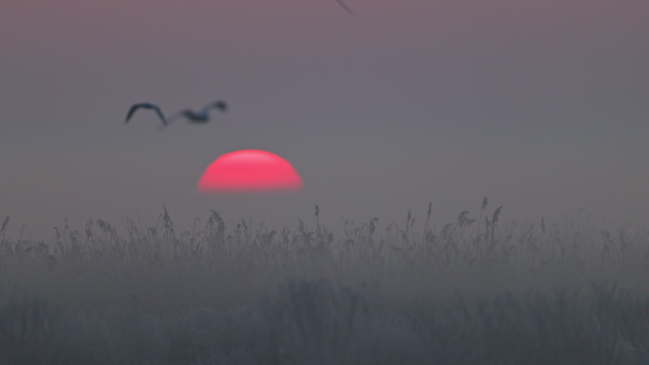 Misty Sunrise/Sunset over Reeds