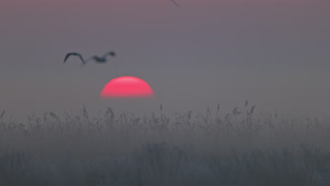 misty sunrise/sunset over reeds