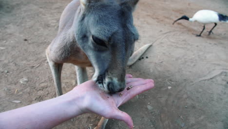 hand feeding a cute young gentle kangaroo - close up