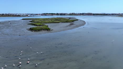 drone shot tilting down and filming some birds in the shallow water by a small deserted island in the river