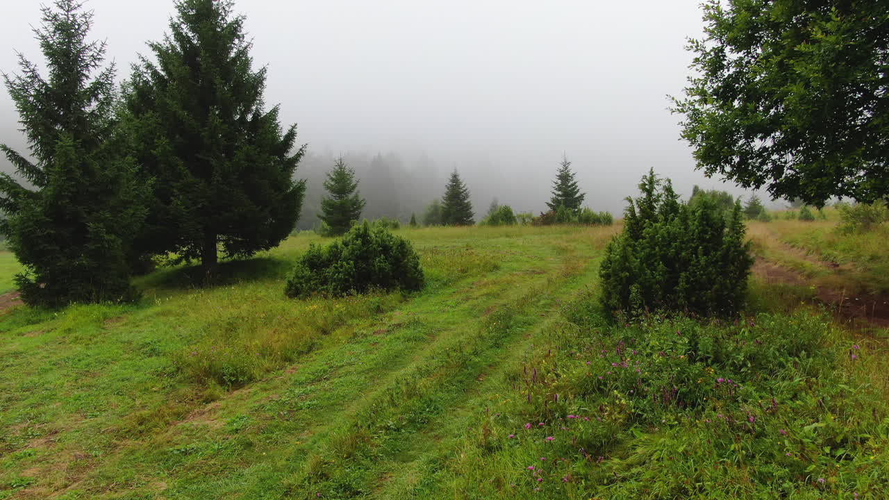 Misty mountain meadow with lush greenery and a winding path surrounded by trees under a cloudy sky