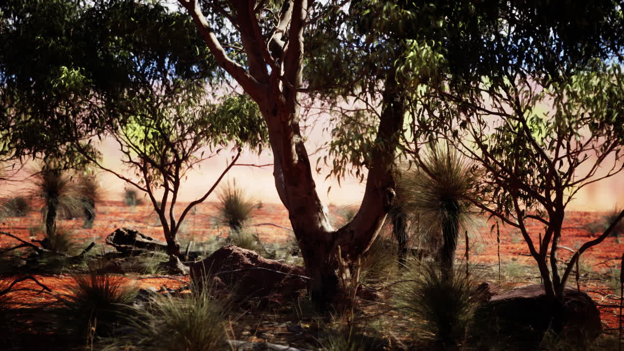 paisaje del interior de australia con tierra roja y árboles