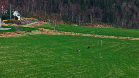 cow moose standing on green farm field in norway - drone shot