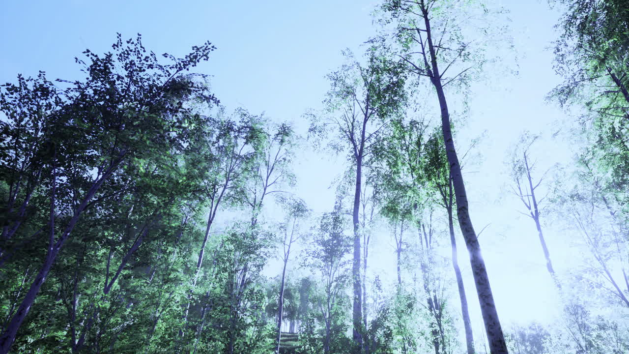 Morning sunlight filters through a dense forest canopy