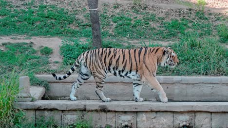 disparo estático de un tigre caminando sobre rocas