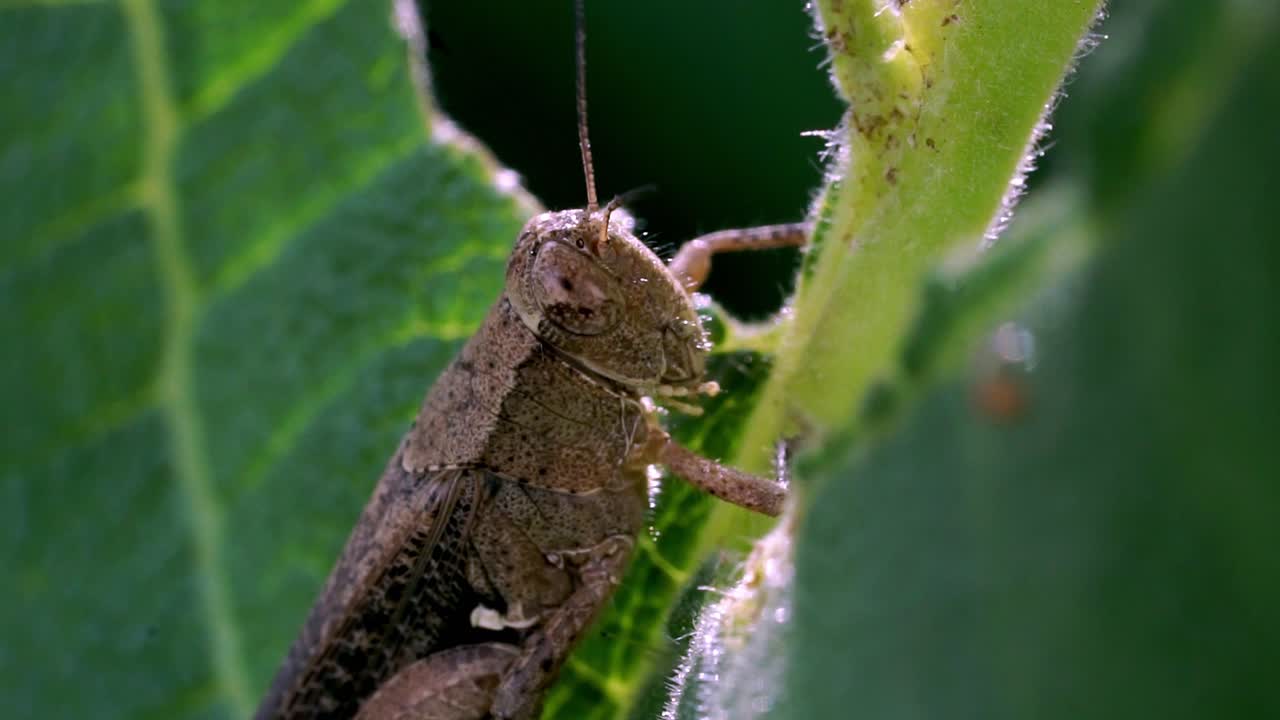 Extreme close-up of a brown grasshopper resting on a green leaf stem