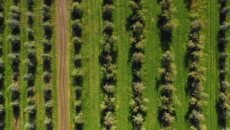 Luftaufnahme-Eines-Obstgartens-Im-Südlichen-Oregon