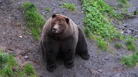 funny brown bear, sitka, alaska