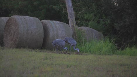 Sandhill-cranes-grazing-in-grass-and-hay-bails-at-dusk
