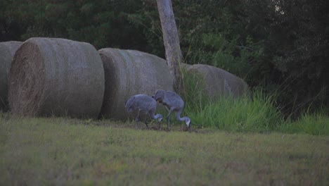 sandhill cranes grazing in grass and hay bails at dusk