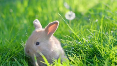 cute easter orange bunny on bright green grass and green blurred background. close up
