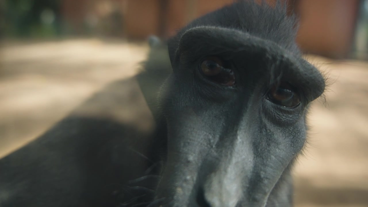 Macaco con occhi tristi che guarda la fotocamera
