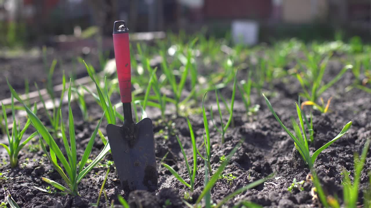 økologisk dyrket hvidløgsplantage i køkkenhaven