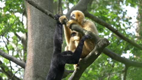 a black and yellow cheeked gibbon playing in the trees , nomascus gabriellae