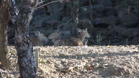 Wild-deer-wondering-in-Chiang-Mai,-Thailand