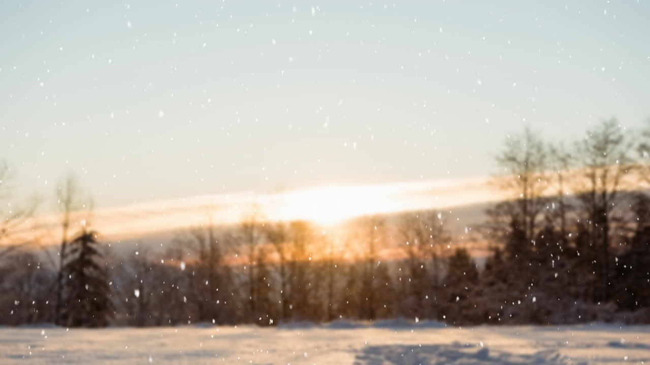 눈이 내리고 소나무들이