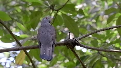 percha de cuco indio en el árbol y mira a su alrededor