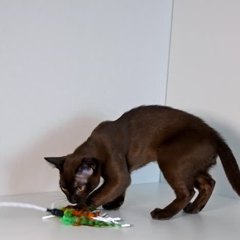 little burmese breed kitten plays with unrecognizible hostess. small pet plays with feathers. white background