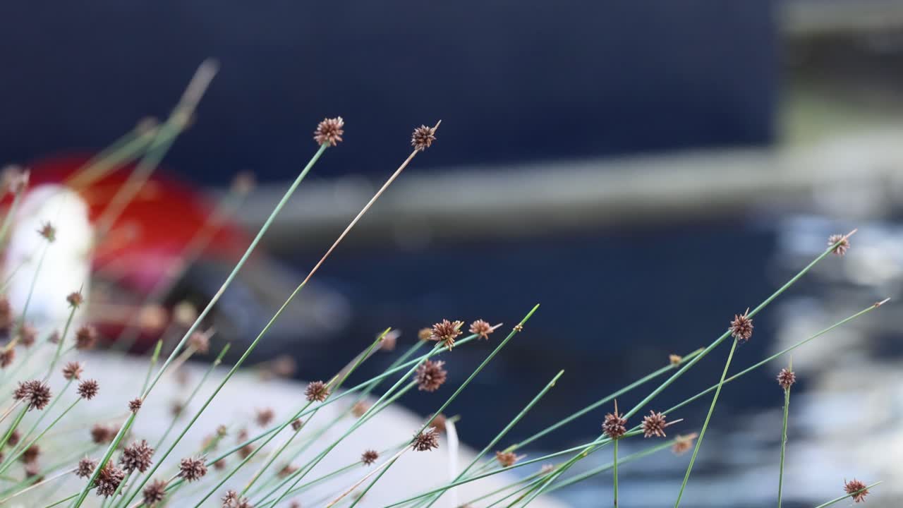 물 근처의 풀과 꽃의 클로즈업