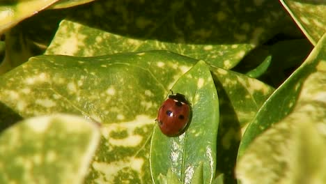 Una-Mariquita-De-Siete-Puntos,-Nombre-Científico-Coccinella-Septumpunctata,-Disfrutando-Del-Sol-De-Primavera-En-Una-Hoja-De-Un-Arbusto-De-Laurel-En-El-Reino-Unido